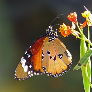 Plain Tiger - Danaus chrysippus © John Muddeman